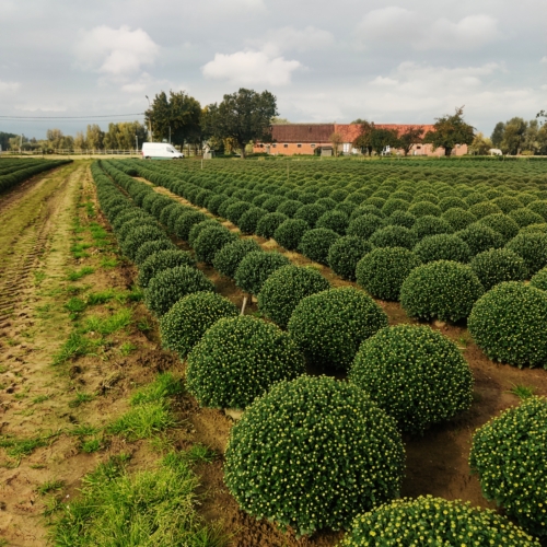 chrysant uit Gent