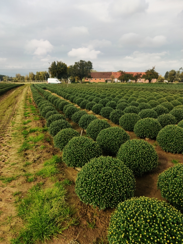 chrysant uit Gent